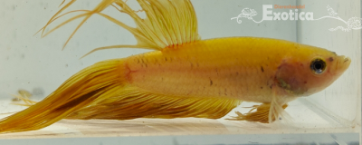 betta splendens man