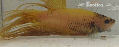betta splendens man