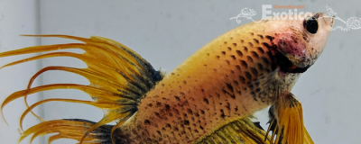 betta splendens man