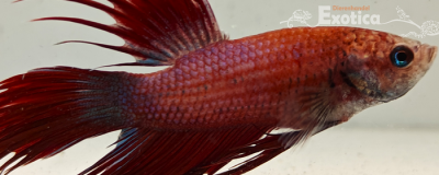 betta splendens man