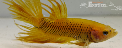 betta splendens man