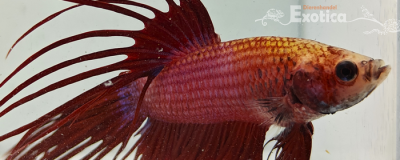 betta splendens man