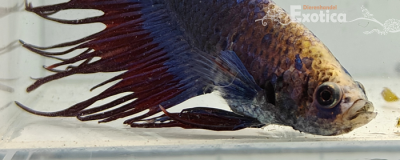 betta splendens man