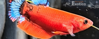 Betta splendens (vrouw) Hellboy