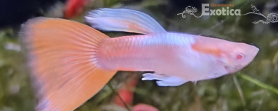 Lebistes reticulatus (man) sky red