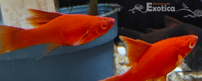 xiphophorus helleri red eye