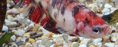 Betta splendens (vrouw) nemo copper