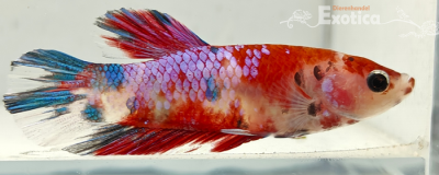 betta splendens man