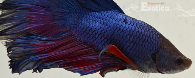 betta splendens man