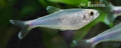 Boehlkea fredcochui