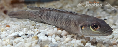 Lamprologus tigripictillis