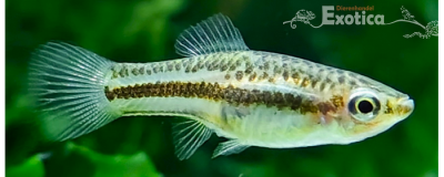 Xiphophorus nigrensis