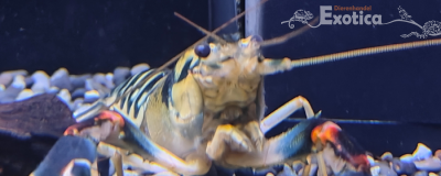 Cherax nigli