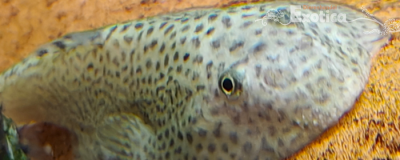 Beaufortia kweichowensis