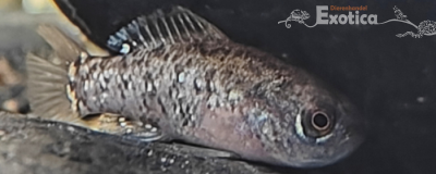 Elassoma evergladei