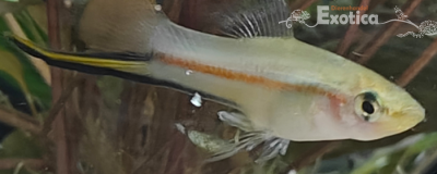 Xiphophorus kalmanni