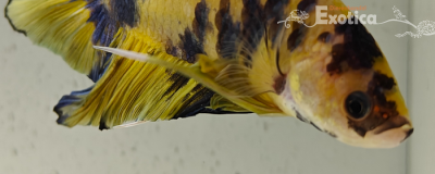 betta splendens man