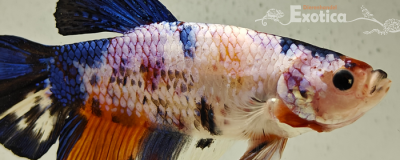 betta splendens man