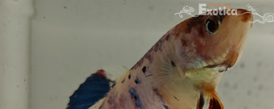 betta splendens (vrouw) giant