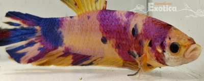 betta splendens man