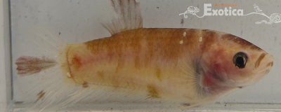 betta splendens (vrouw) giant