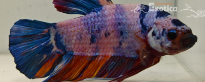 betta splendens man