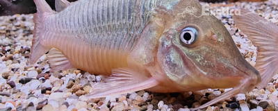 Brochis multiradiatus