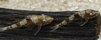 Parotocinclus sp. 3