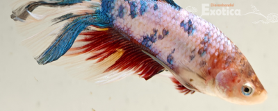 betta splendens man