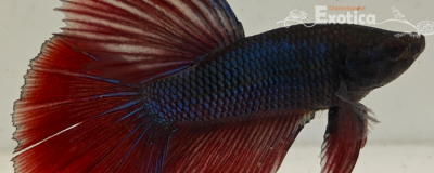 betta splendens man