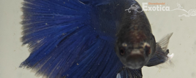 betta splendens man