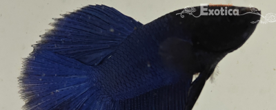betta splendens man