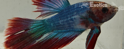 betta splendens man