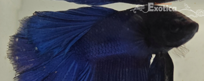 betta splendens man