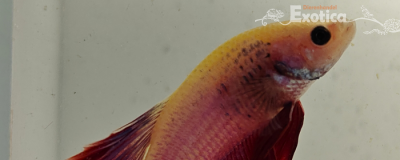 betta splendens man