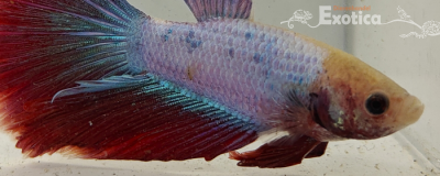 betta splendens man