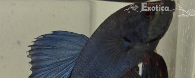 betta splendens man