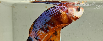 betta splendens man