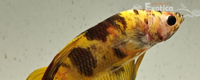 betta splendens man