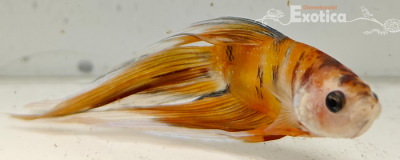betta splendens man