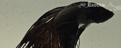 betta splendens man