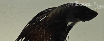 betta splendens man