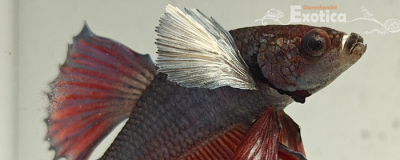 betta splendens man