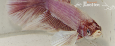 betta splendens man