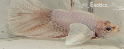 betta splendens man