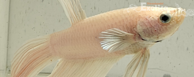 betta splendens man