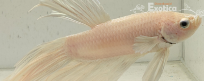 betta splendens man