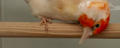 putter major satinet