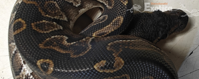 python regius
