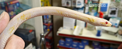 Pantherophis guttatus 